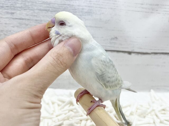 【🆙最新画像アリ】🌈✨激レア✨🌈美しすぎる〜‼️ セキセイインコ(ファロー) セキセイインコ