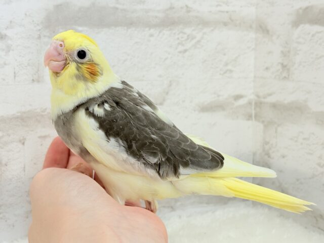 オカメインコ 最新画像更新🪄】癒し系の恐竜ちゃん🐣🫧オカメインコ(パイド) ヒナ