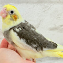 【最新画像更新🪄】癒し系の恐竜ちゃん🐣🫧オカメインコ(パイド) ヒナ