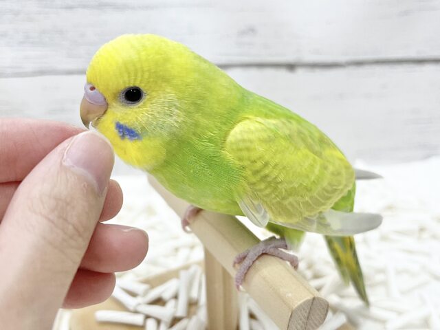 【🆙最新画像アリ】鮮やかライトグリーン🌱💛セキセイインコ(ウイング系) セキセイインコ