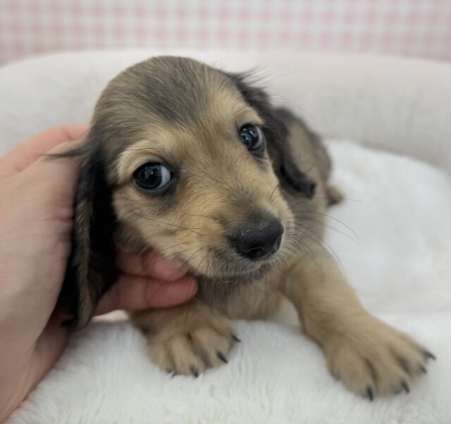 ミニチュアダックス