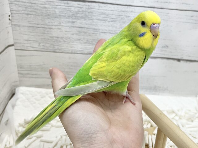 【🆙最新画像アリ】鮮やかライトグリーン🌱💛セキセイインコ(ウイング系) セキセイインコ