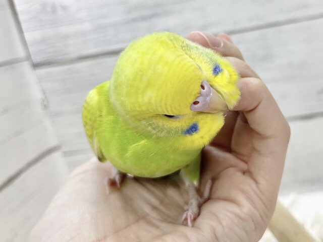 【🆙最新画像アリ】鮮やかライトグリーン🌱💛セキセイインコ(ウイング系) セキセイインコ