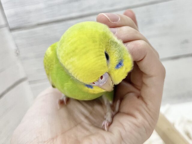 【🆙最新画像アリ】鮮やかライトグリーン🌱💛セキセイインコ(ウイング系) セキセイインコ