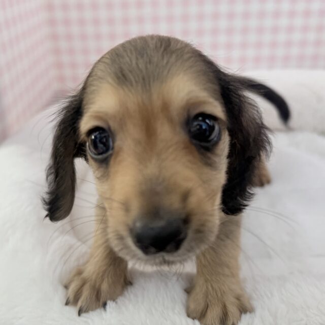 ミニチュアダックス