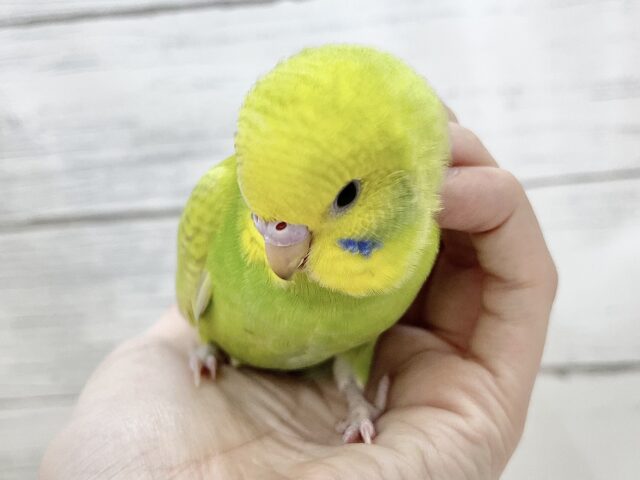 【🆙最新画像アリ】鮮やかライトグリーン🌱💛セキセイインコ(ウイング系) セキセイインコ