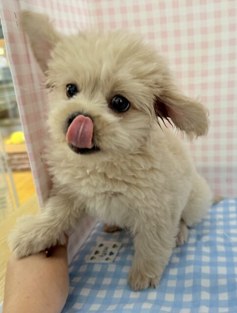 ペキプー