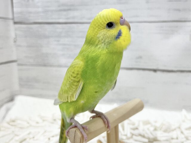 【🆙最新画像アリ】鮮やかライトグリーン🌱💛セキセイインコ(ウイング系) セキセイインコ