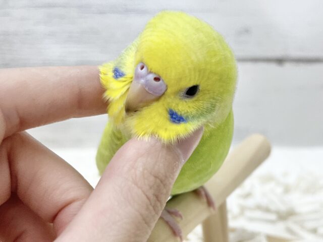 【🆙最新画像アリ】鮮やかライトグリーン🌱💛セキセイインコ(ウイング系) セキセイインコ