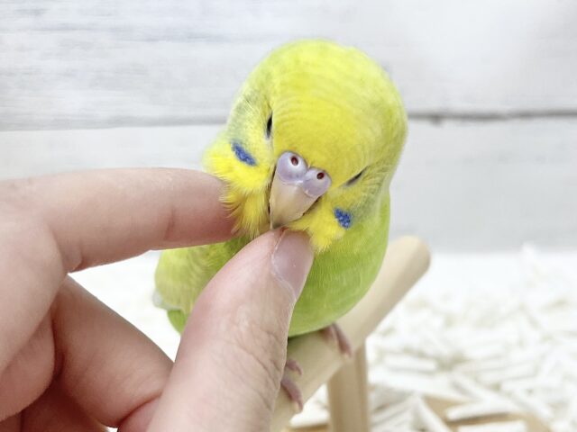 【🆙最新画像アリ】鮮やかライトグリーン🌱💛セキセイインコ(ウイング系) セキセイインコ