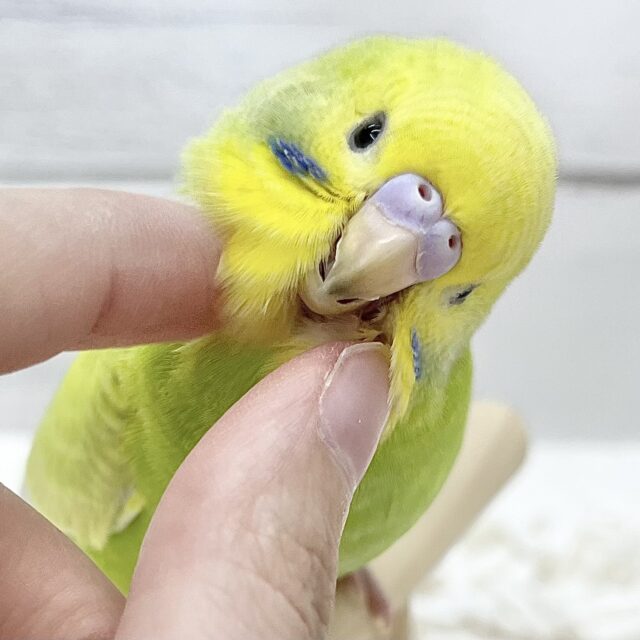 【🆙最新画像アリ】鮮やかライトグリーン🌱💛セキセイインコ(ウイング系) 【🆙最新画像アリ】鮮やかライトグリーン🌱💛セキセイインコ(ウイング系)