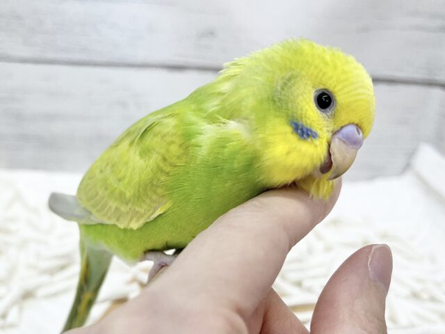 【🆙最新画像アリ】鮮やかライトグリーン🌱💛セキセイインコ(ウイング系) セキセイインコ
