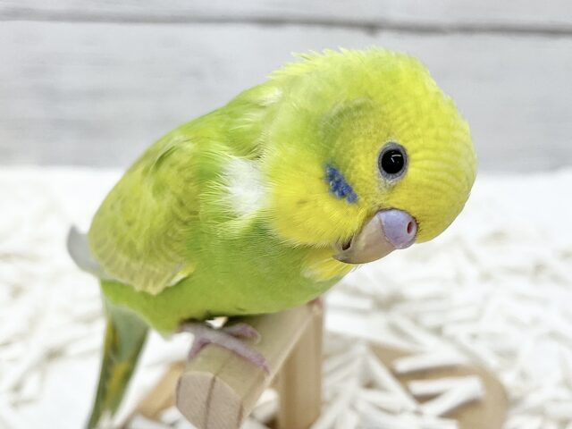 【🆙最新画像アリ】鮮やかライトグリーン🌱💛セキセイインコ(ウイング系) セキセイインコ