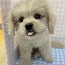 最新📷どすこい体型のペキプーくん☺️