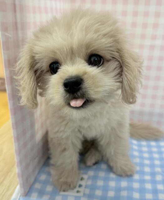 ペキプー