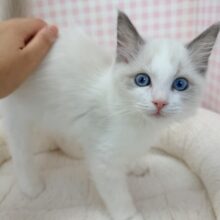 最新📷美猫降臨！ラグドールの女の子！