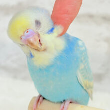 【最新画像更新🪄もうすぐひとり餌‪☆】おめめきらきら🫧セキセイインコ(パステルレインボースパングル) ヒナ