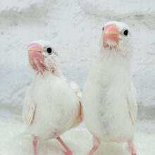 【最新画像更新🪄】まるで双子ちゃん🐣💖🐣白文鳥 ヒナ