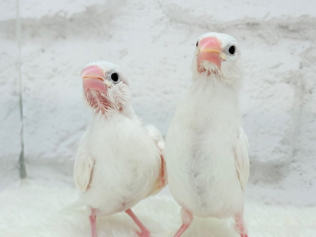 【最新画像更新🪄】まるで双子ちゃん🐣💖🐣白文鳥 ヒナ