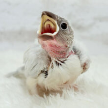 【最新画像更新🪄】成長するともちもちさん♬*°シルバー文鳥 ヒナ