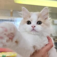 最新画像！ゆるふわ〜🍭サイベリアンちゃん