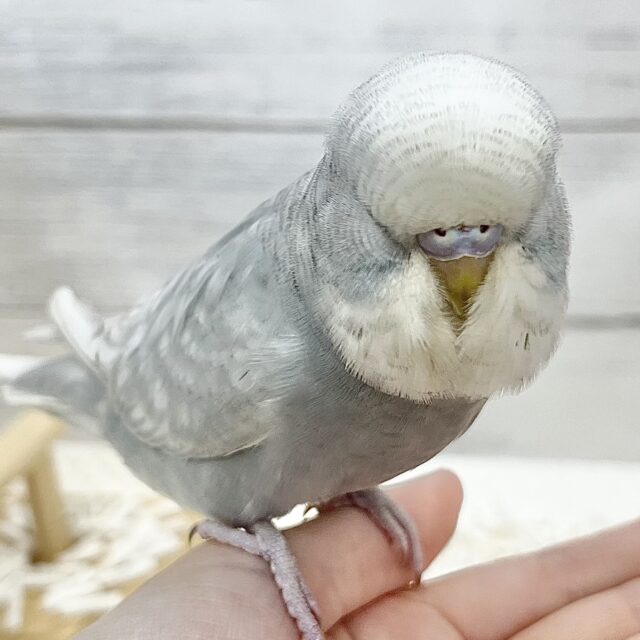 【🆙最新画像アリ】モッフモフの妖精さん現る🐣💓ジャンボセキセイインコ（グレースパングル）