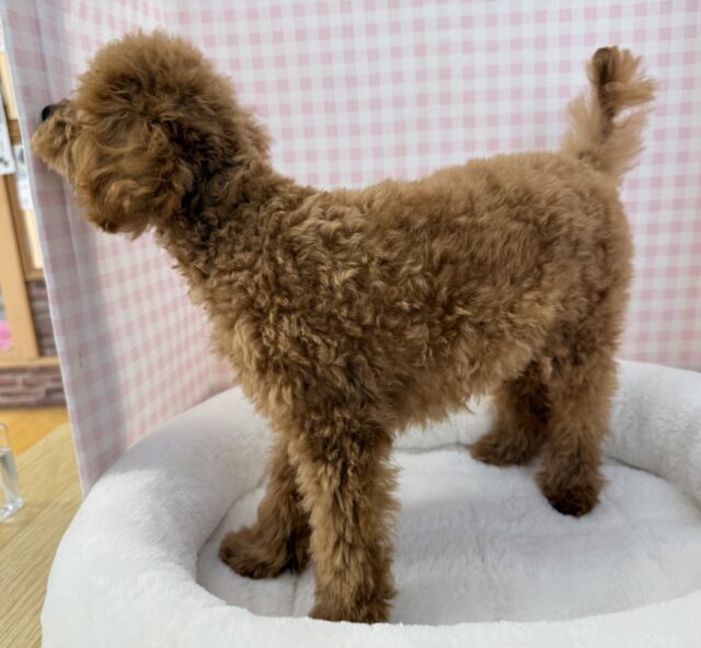最新!もこふわ!トイプードルちゃん登場! トイプードル