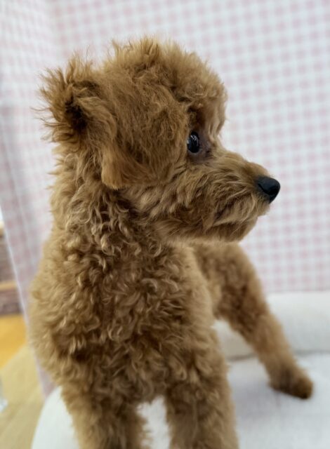 トイプードル