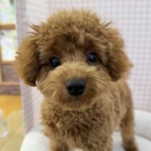 最新！もこふわ！トイプードルちゃん登場！