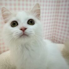 最新📷甘々❤️スコティッシュフォールドちゃん！