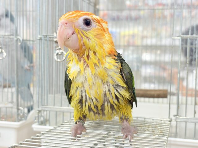 シロハラインコ