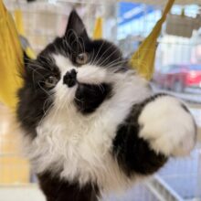 最新画像📷パンダカラーのフォールデックス🐼