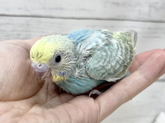 説明画像です