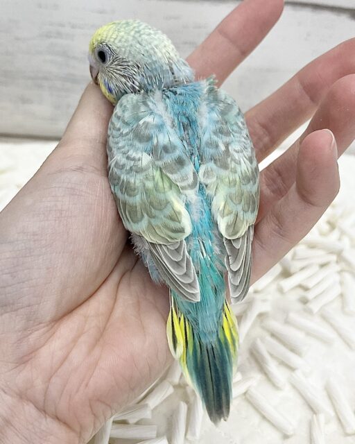 説明画像です