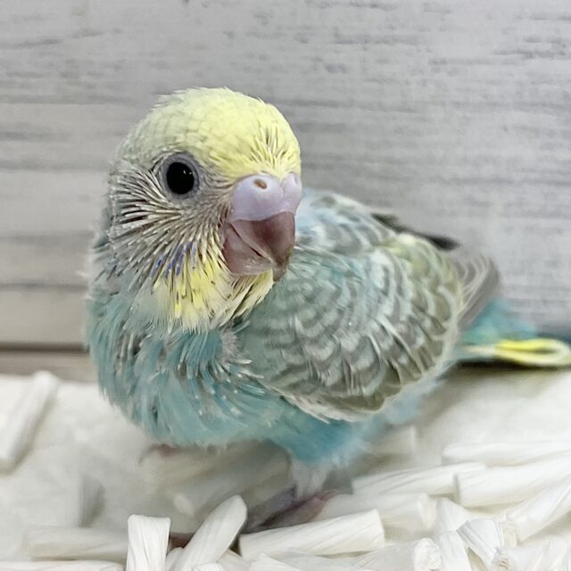 王道レインボー👑🌈　セキセイインコ（パステルレインボー）