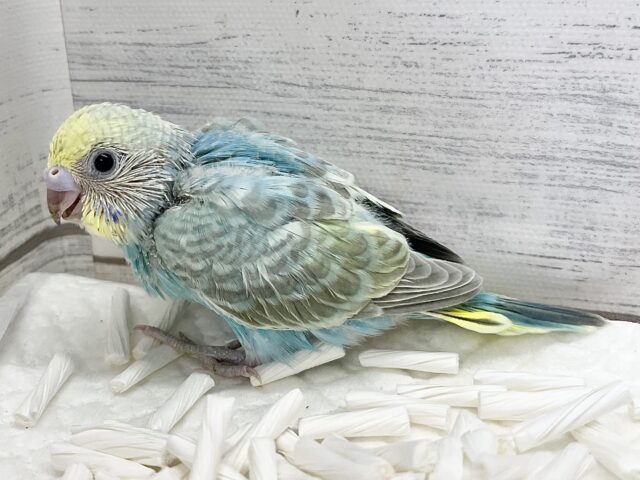 説明画像です