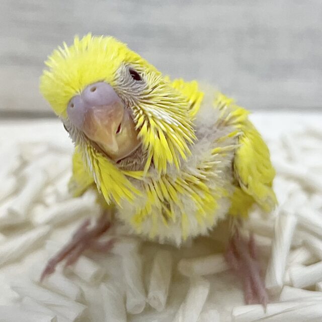 ピヨピヨイエロー🐣🌟　セキセイインコ（ルチノー）