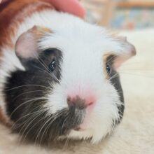 【最新画像更新】プイプイっと登場✨クレステッドモルモットちゃん（女の子）