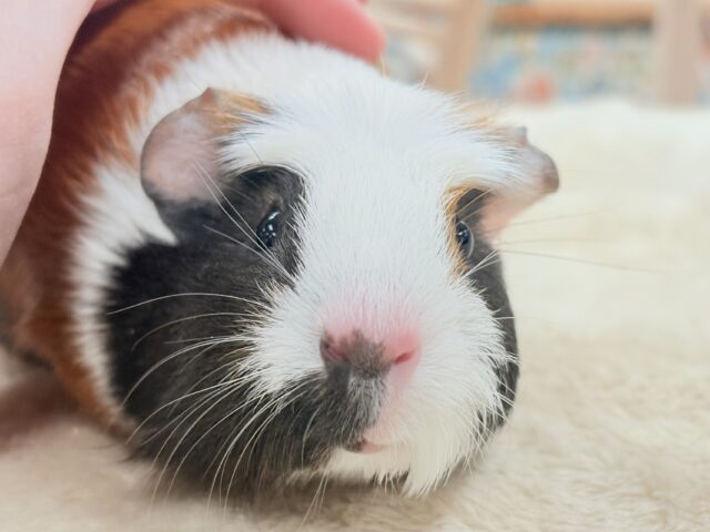 【最新画像更新】プイプイっと登場✨クレステッドモルモットちゃん(女の子) クレステッドモルモット