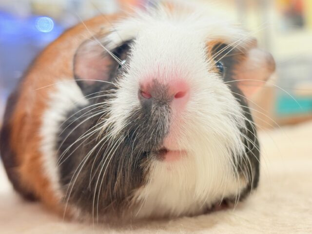 【最新画像更新】プイプイっと登場✨クレステッドモルモットちゃん(女の子) クレステッドモルモット