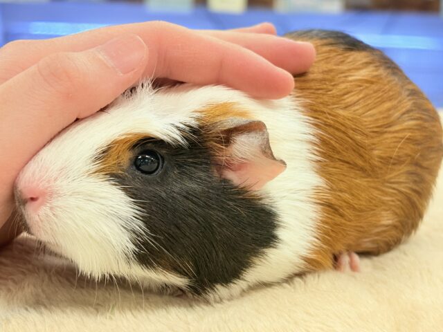 【最新画像更新】プイプイっと登場✨クレステッドモルモットちゃん(女の子) クレステッドモルモット