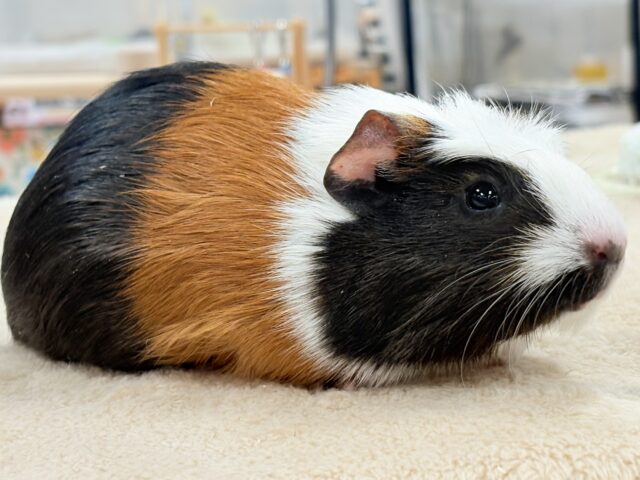 【最新画像更新】プイプイっと登場✨クレステッドモルモットちゃん(女の子) クレステッドモルモット