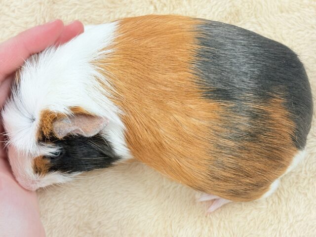 【最新画像更新】プイプイっと登場✨クレステッドモルモットちゃん(女の子) クレステッドモルモット