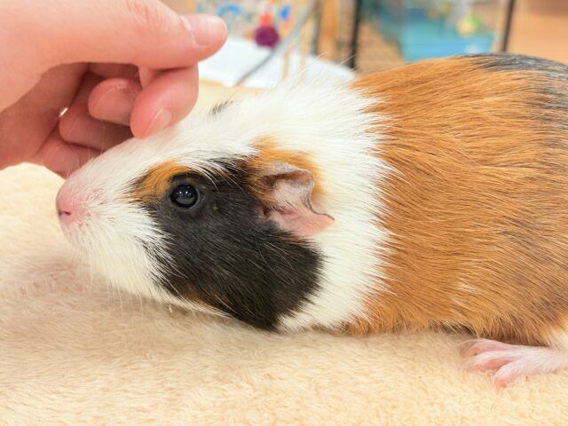 【最新画像更新】プイプイっと登場✨クレステッドモルモットちゃん(女の子) クレステッドモルモット