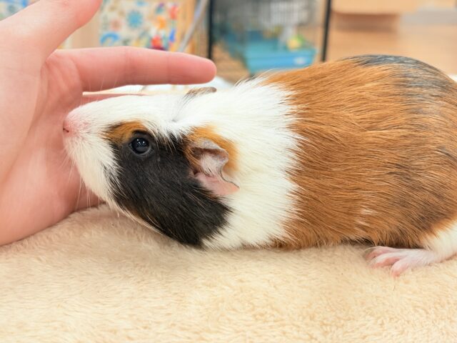 【最新画像更新】プイプイっと登場✨クレステッドモルモットちゃん(女の子) クレステッドモルモット