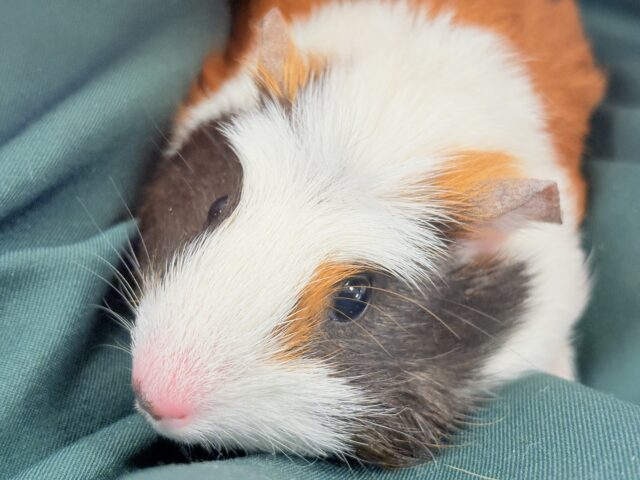 【最新画像更新】プイプイっと登場✨クレステッドモルモットちゃん(女の子) クレステッドモルモット