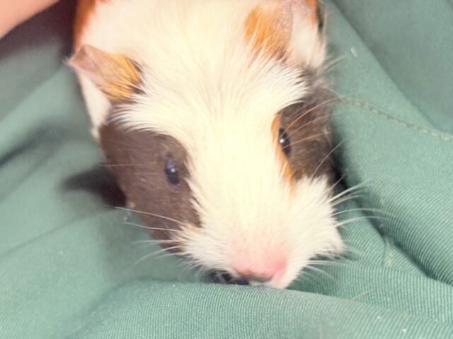【最新画像更新】プイプイっと登場✨クレステッドモルモットちゃん(女の子) クレステッドモルモット