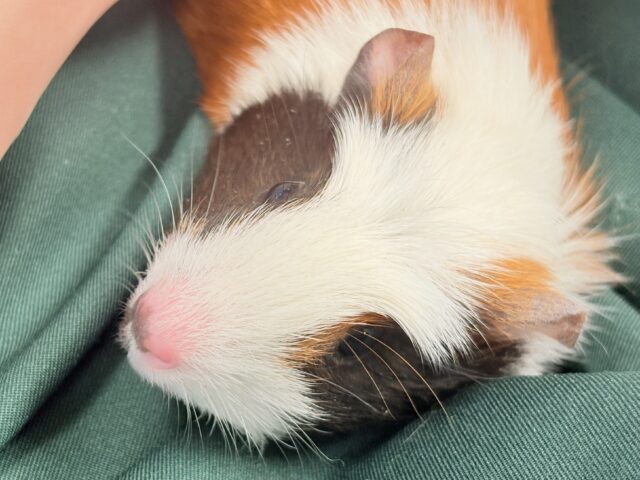 【最新画像更新】プイプイっと登場✨クレステッドモルモットちゃん(女の子) クレステッドモルモット