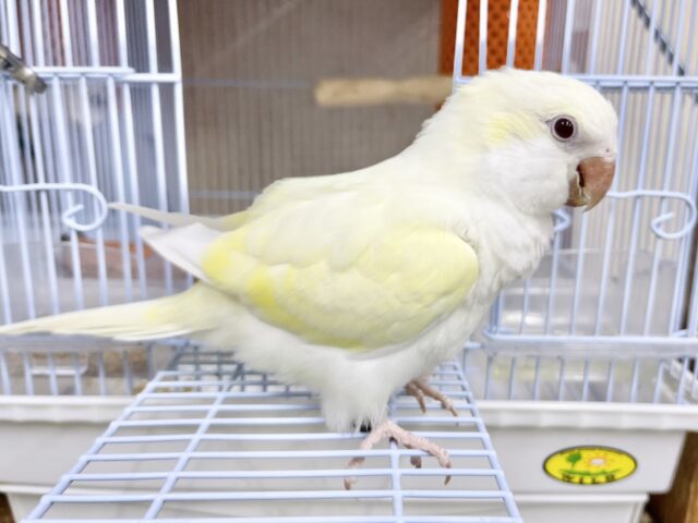オキナインコ