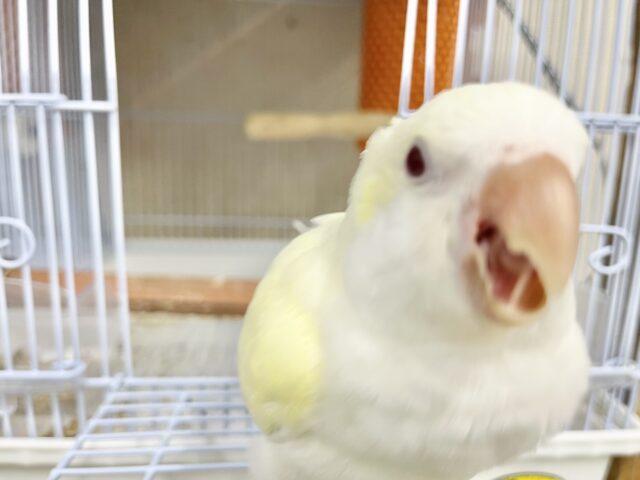 オキナインコ